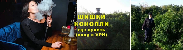 индика Белокуриха