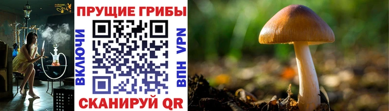 Псилоцибиновые грибы ЛСД  Николаевск-на-Амуре 
